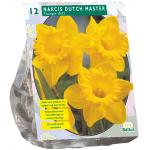Baltus Narcis Trompet Geel bloembollen per 12 stuks